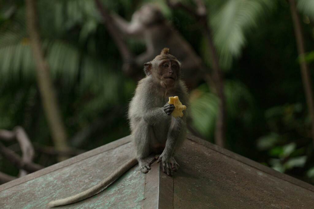 Ubud Monkey Forest tours - Semut Bali Tour