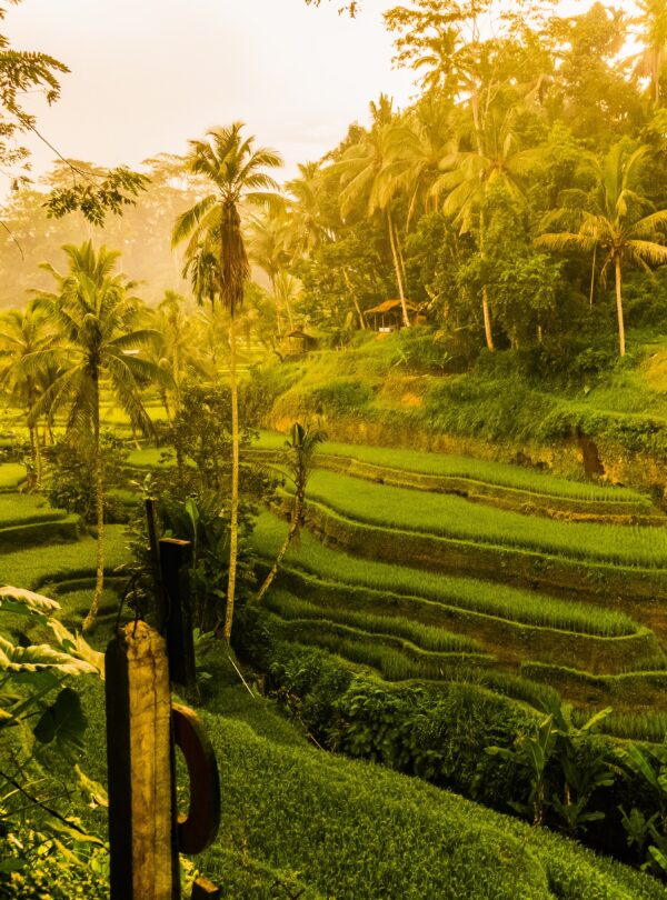 Ubud Rice Terrace