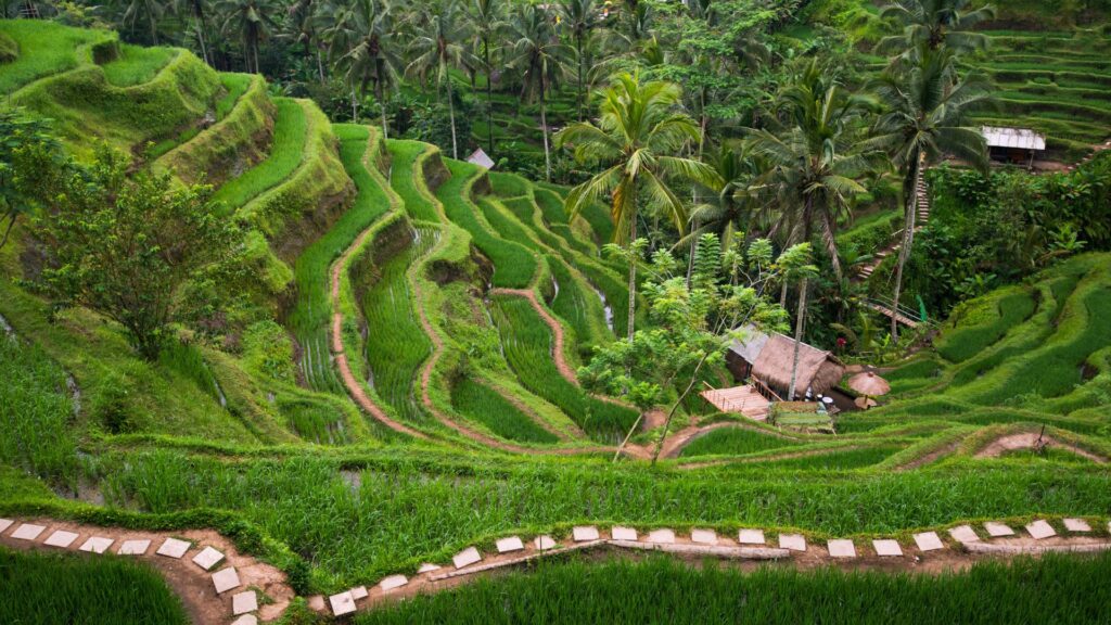 Rice teracce Ubud