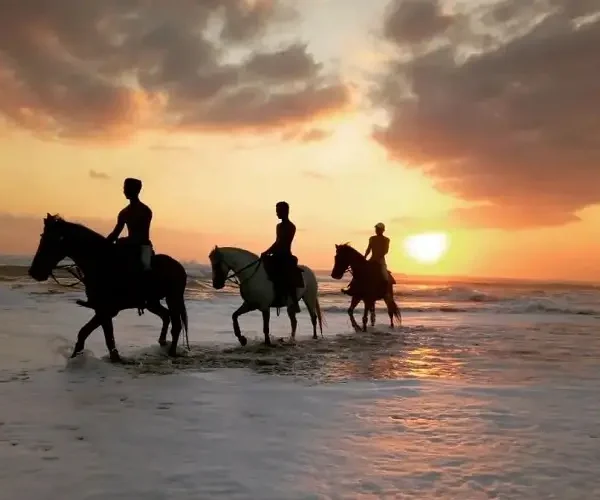 susent bali horse riding