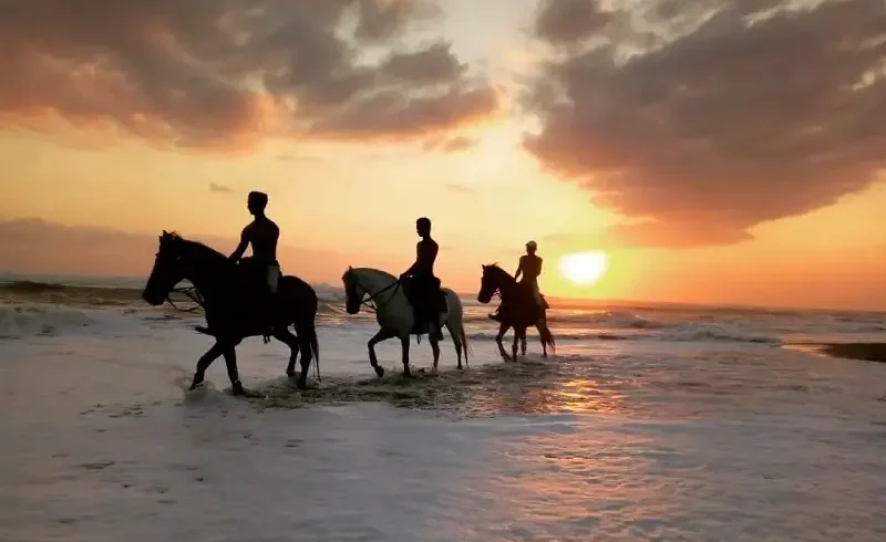 susent bali horse riding