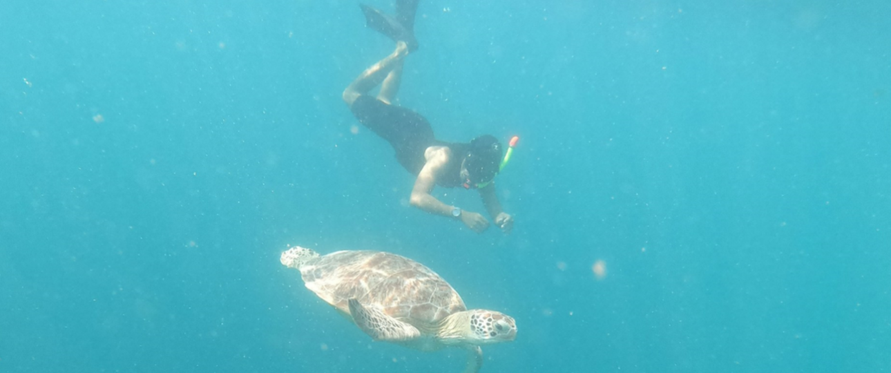 Gili Trawangan Diving with turtle