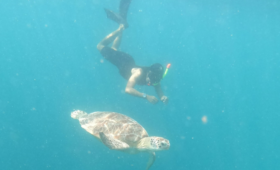 Gili Trawangan Diving with turtle