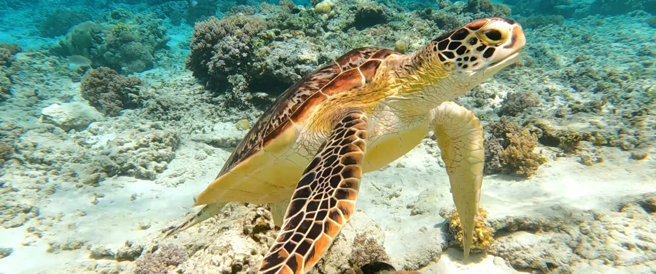 Turtle - Diving in Gili Trawangan