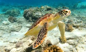 Turtle - Diving in Gili Trawangan